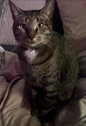 Reunited Male Cat last seen Near Indiana St, Roseville, MI 48066