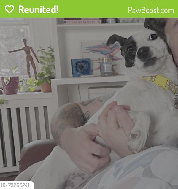 Reunited Female Dog last seen Clearbrook Ave & Greenhill Rd, Upper Darby Township, PA 19050
