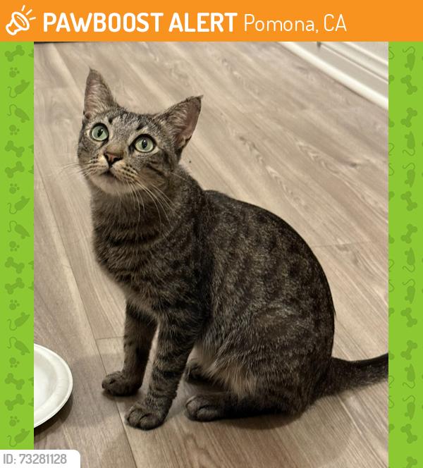 Found/Stray Female Cat last seen rio rancho and s garey, Pomona, CA 91766