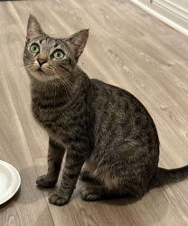 Found/Stray Female Cat last seen rio rancho and s garey, Pomona, CA 91766