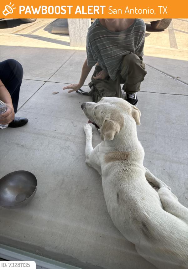 Found/Stray Male Dog last seen Grosenbacher, San Antonio, TX 78253