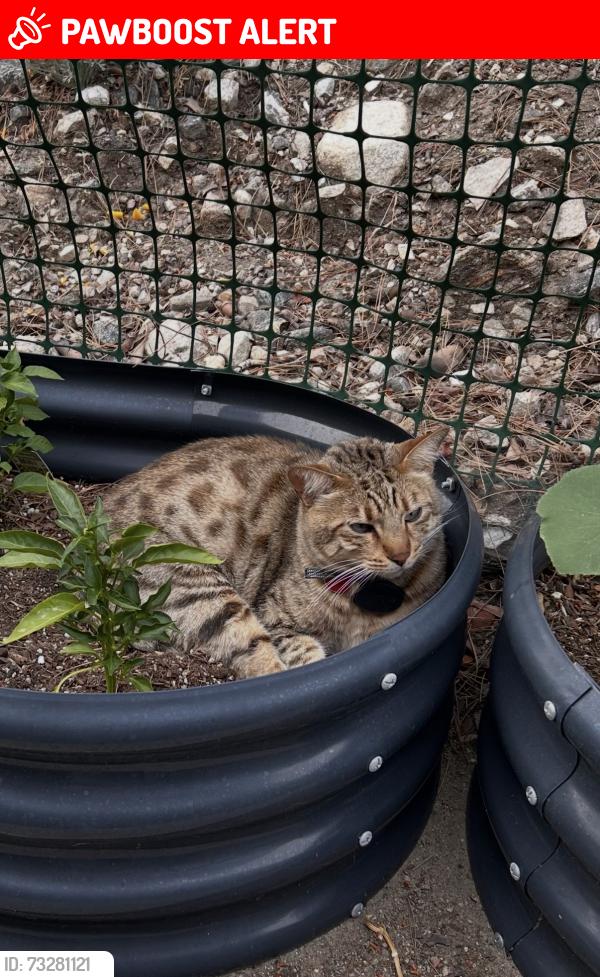 Lost Male Cat last seen Intersection of Pinecone and Willowhaven and Marksdale roads, La Crescenta-Montrose, CA 91214