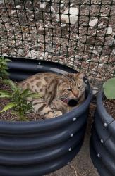 Lost Male Cat last seen Intersection of Pinecone and Willowhaven and Marksdale roads, La Crescenta-Montrose, CA 91214