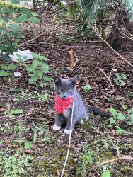 Found/Stray Female Cat last seen Near Live, Rochester, MN 55901
