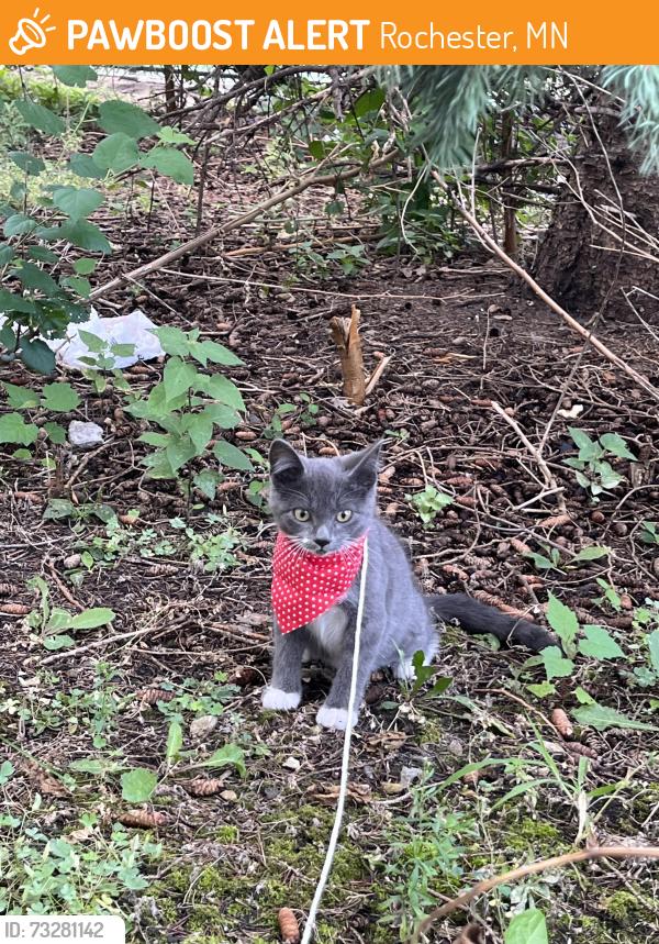 Found/Stray Female Cat last seen Near Live, Rochester, MN 55901