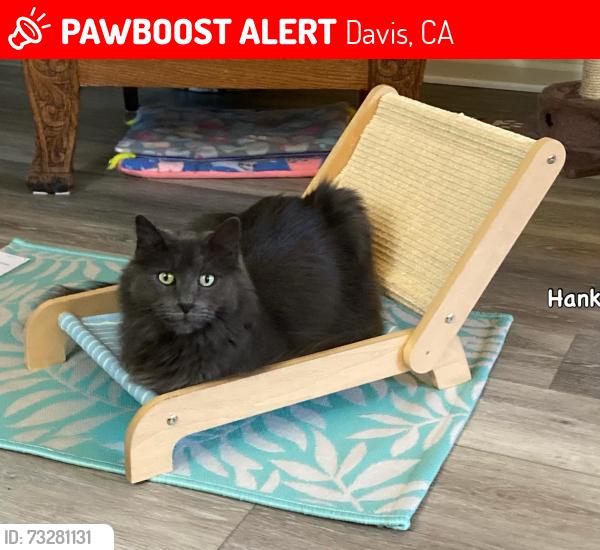 Lost Male Cat last seen Barkley Street & Calaveras Avenue, Davis, CA 95616