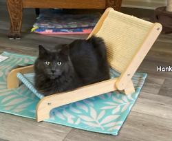 Lost Male Cat last seen Barkley Street & Calaveras Avenue, Davis, CA 95616