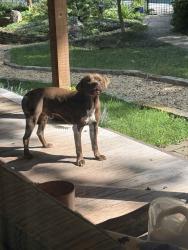 Found/Stray Male Dog last seen Shattalon and Ryan Way, Winston-Salem, NC 27106