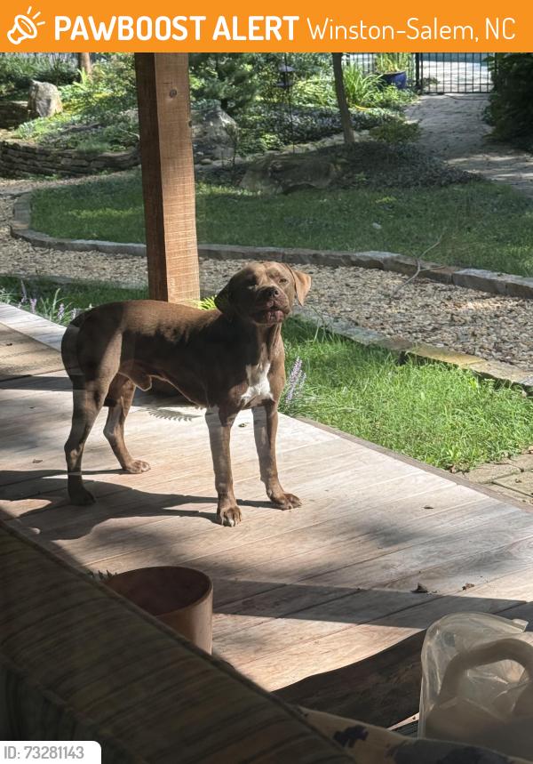 Found/Stray Male Dog last seen Shattalon and Ryan Way, Winston-Salem, NC 27106