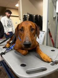 Reunited Female Dog last seen Wagner and Sara, Oklahoma City, OK 73099