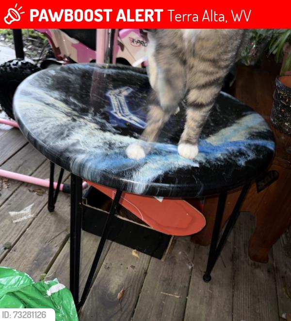 Lost Female Cat last seen hse 303 Mayor Avenue, Terra Alta, WV 26764