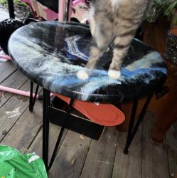 Lost Female Cat last seen hse 303 Mayor Avenue, Terra Alta, WV 26764