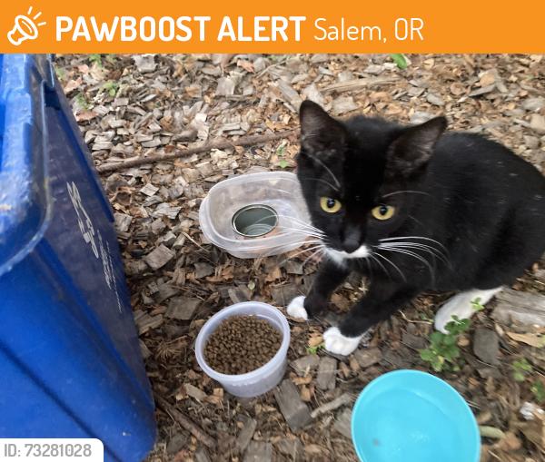 Found/Stray Unknown Cat last seen Rural Ave.and Commercial St. s., Salem, OR 97302