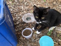 Found/Stray Unknown Cat last seen Rural Ave.and Commercial St. s., Salem, OR 97302
