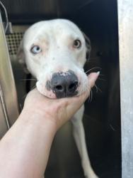 Shelter Stray Male Dog last seen Near E TUCKER ST, Central District, TX, 355 Hillshire Dr, Haslet, TX 76052, USA