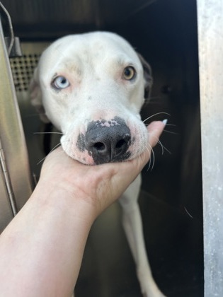 Shelter Stray Male Dog last seen Near E TUCKER ST, Central District, TX, 355 Hillshire Dr, Haslet, TX 76052, USA