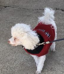 Lost Female Dog last seen VZ County Road 1916, Fruitvale, TX 75127