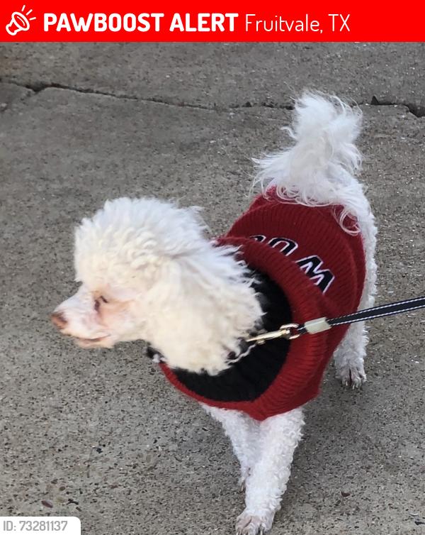 Lost Female Dog last seen VZ County Road 1916, Fruitvale, TX 75127