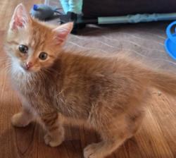 Shelter Stray Male Cat last seen Sylvania Backyard, Lucas County, OH, 827 Illinois Ave, Maumee, OH 43537, USA