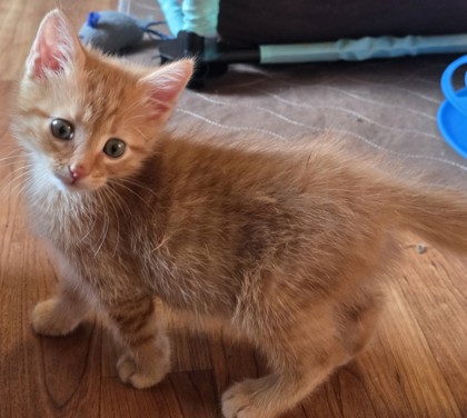 Shelter Stray Male Cat last seen Sylvania Backyard, Lucas County, OH, 827 Illinois Ave, Maumee, OH 43537, USA