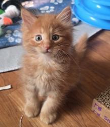 Shelter Stray Male Cat last seen Sylvania Backyard, Lucas County, OH, 827 Illinois Ave, Maumee, OH 43537, USA