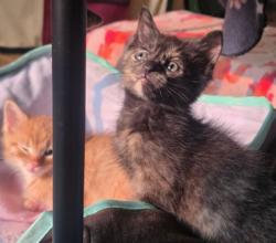 Shelter Stray Female Cat last seen Sylvania Backyard, Lucas County, OH, 827 Illinois Ave, Maumee, OH 43537, USA