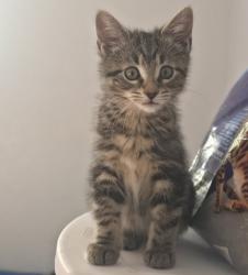 Shelter Stray Female Cat last seen Sylvania Backyard, Lucas County, OH, 827 Illinois Ave, Maumee, OH 43537, USA