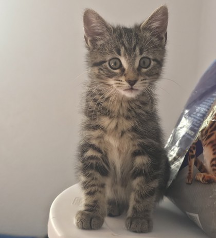 Shelter Stray Female Cat last seen Sylvania Backyard, Lucas County, OH, 827 Illinois Ave, Maumee, OH 43537, USA
