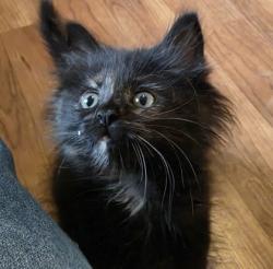 Shelter Stray Female Cat last seen Sylvania Backyard, Lucas County, OH, 827 Illinois Ave, Maumee, OH 43537, USA