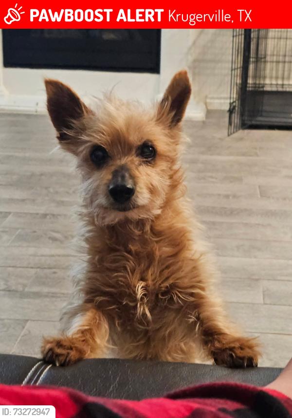 Lost Male Dog last seen Quail point and Mcnatt rd, Krugerville, TX 76227