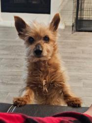 Lost Male Dog last seen Quail point and Mcnatt rd, Krugerville, TX 76227