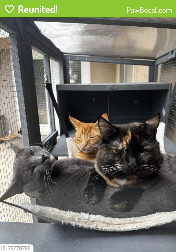 Reunited Female Cat last seen Menifee Rd, Tulita Ln. J-Bar Ranch, Menifee, CA 92584