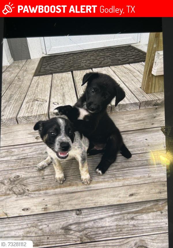 Lost Female Dog last seen Near Cr Both sides Cleburne /Godley, Godley, TX 76044