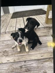 Lost Female Dog last seen Near Cr Both sides Cleburne /Godley, Godley, TX 76044