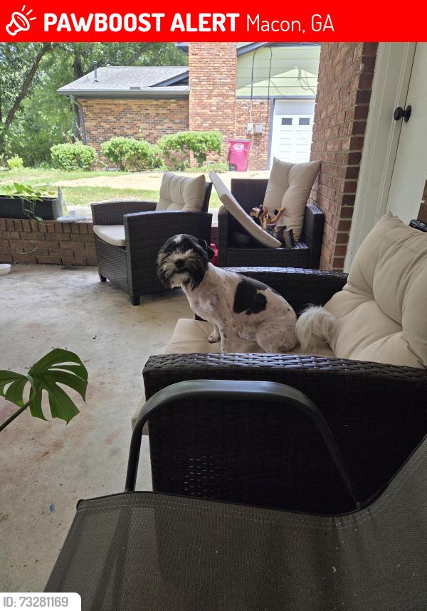 Lost Female Dog last seen Captain's Quarters, Macon, GA 31204