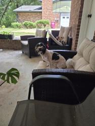 Lost Female Dog last seen Captain's Quarters, Macon, GA 31204