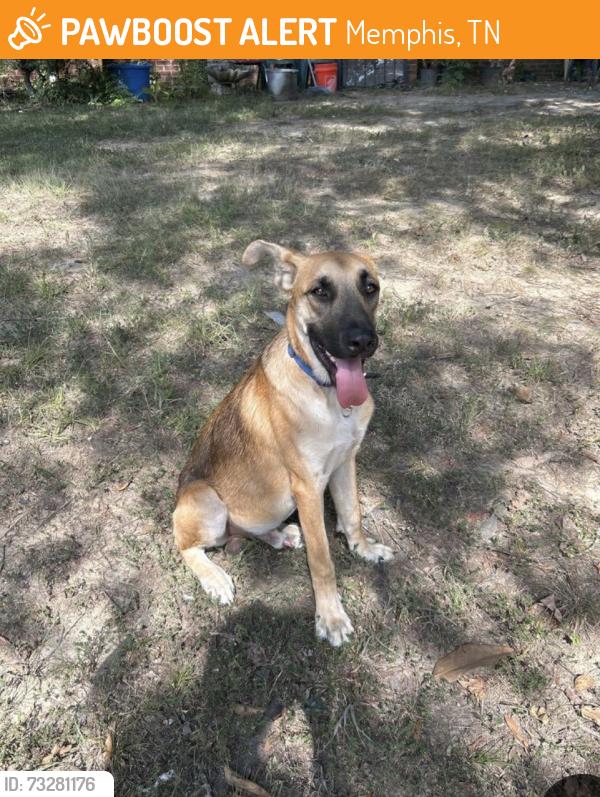 Found/Stray Male Dog last seen E Dearing & Perkins, Memphis, TN 38117