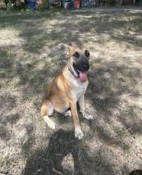 Found/Stray Male Dog last seen E Dearing & Perkins, Memphis, TN 38117