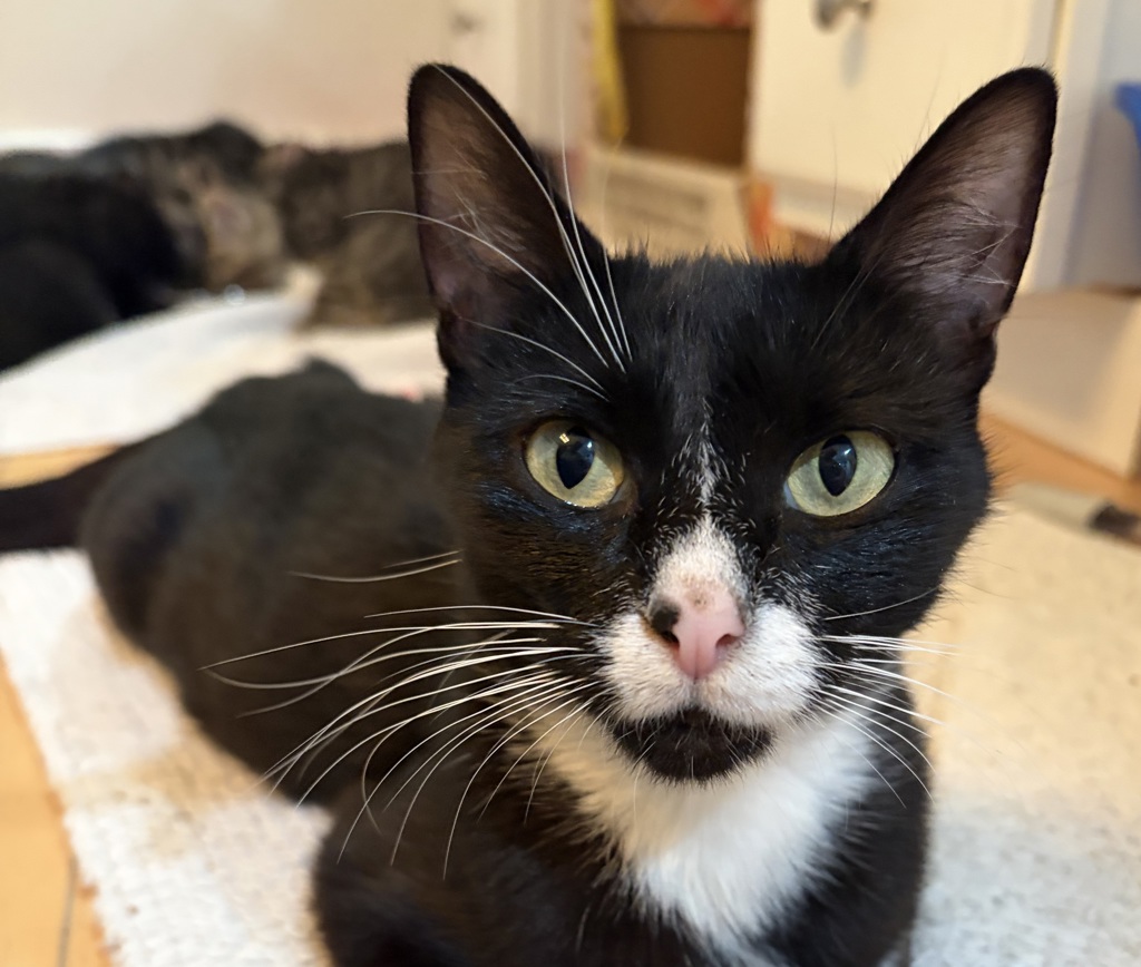 Shelter Stray Female Cat last seen NE 80th ave and NE Flanders, OR, 1700 W Historic Columbia River Hwy, Troutdale, OR 97060, USA