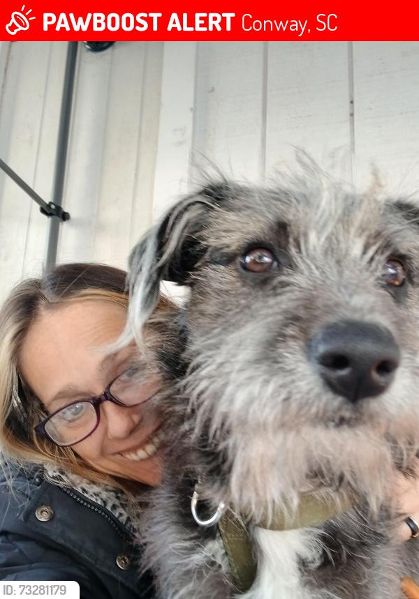 Lost Male Dog last seen Phipps Lane and causey rd, Conway, SC 29526