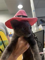 Shelter Stray Female Cat last seen Near Levander Loop, AUSTIN, TX, 78702, 7201 Levander Loop bldg a, Austin, TX 78702, USA