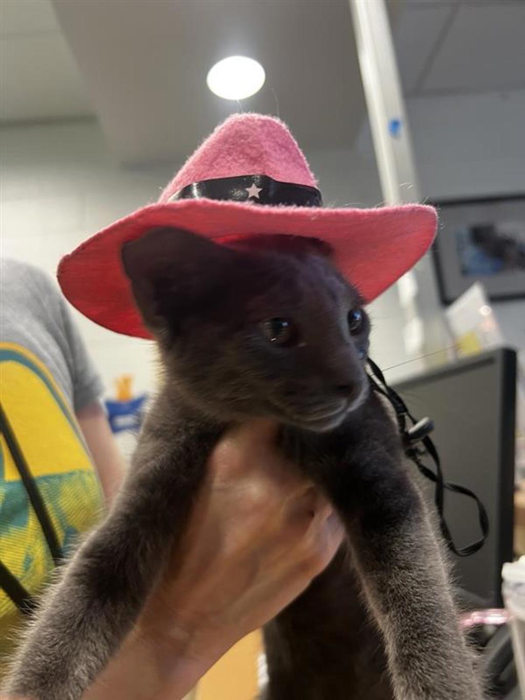 Shelter Stray Female Cat last seen Near Levander Loop, AUSTIN, TX, 78702, 7201 Levander Loop bldg a, Austin, TX 78702, USA