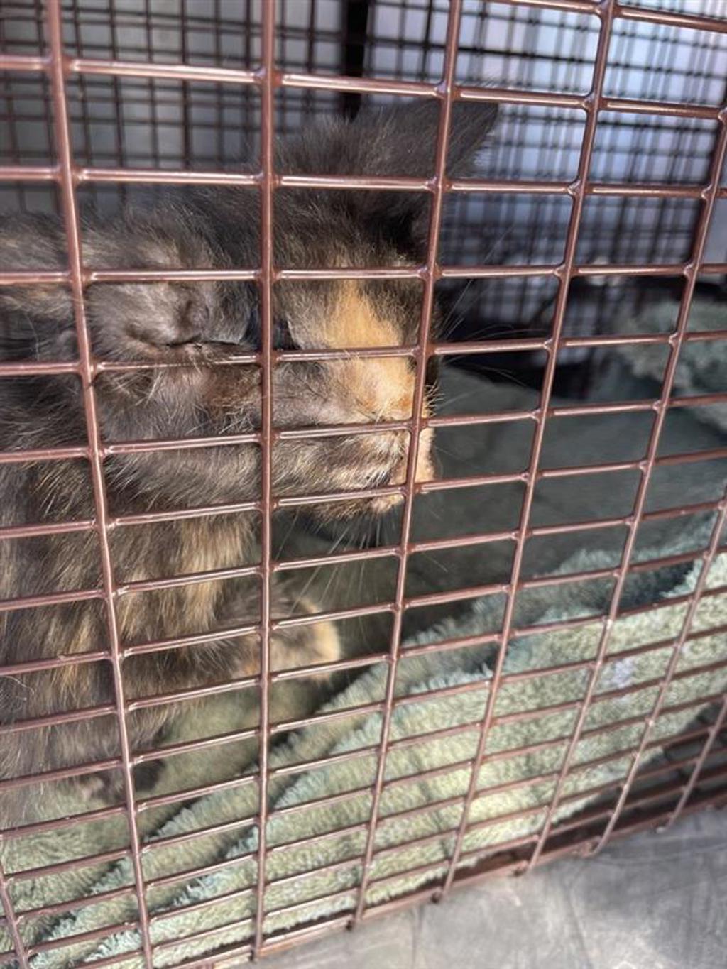 Shelter Stray Female Cat last seen Near Rhone Drive, TX, 7201 Levander Loop bldg a, Austin, TX 78702, USA