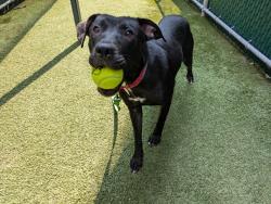 Shelter Stray Female Dog last seen Near W 24th Street, NEW YORK, NY, 10011, 326 E 110th St, New York, NY 10029, USA