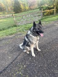Reunited Male Dog last seen Taft Avenue and N Donelson St, Alexandria, VA 22304