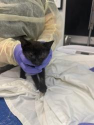 Shelter Stray Female Cat last seen Apt 42,3242 Decatur Avenue, BRONX, NY, 10467, 326 E 110th St, New York, NY 10029, USA