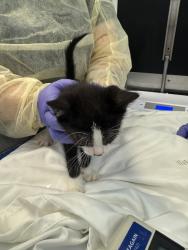 Shelter Stray Male Cat last seen Apt 42,3242 Decatur Avenue, BRONX, NY, 10467, 326 E 110th St, New York, NY 10029, USA