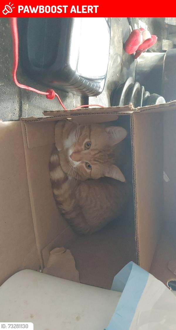 Lost Male Cat last seen Near Petrolia Dr, Red Deer County, AB T4E 1B3, Red Deer County, AB T4E 1B3