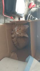 Lost Male Cat last seen Near Petrolia Dr, Red Deer County, AB T4E 1B3, Red Deer County, AB T4E 1B3