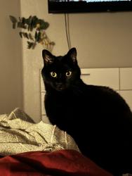 Reunited Female Cat last seen Wyoming and San Francisco Rd, Albuquerque, NM 87109